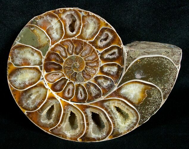 Cut & Polished Desmoceras Ammonite (Half) - #5386